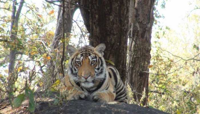 International Tiger Day: India committed to ensuring safe habitats for its tigers, says PM Modi