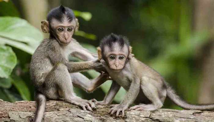 Gruesome! 30 monkeys stuffed in gunny bags, beaten to death in Karnataka