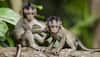 Gruesome! 30 monkeys stuffed in gunny bags, beaten to death in Karnataka