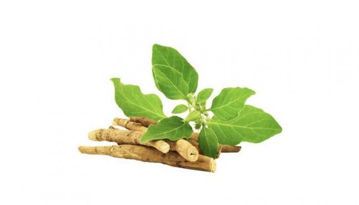 India, UK to conduct clinical trials on 'Ashwagandha' for COVID-19 recovery
