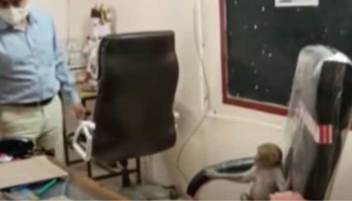 Monkey plays on Principal&#039;s chair in Madhya Pradesh, netizens shower love - Watch hilarious video