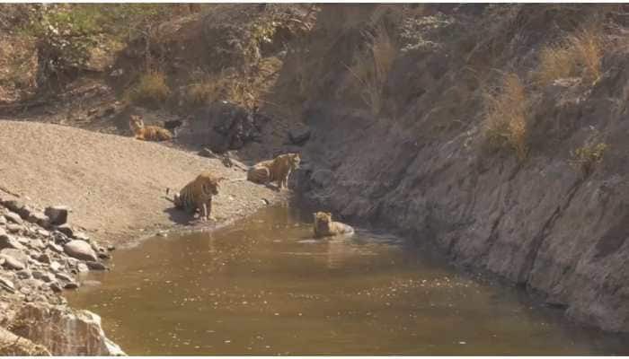 Watch: Tigers at Ranthambhore National Park enjoy their day in natural water pool