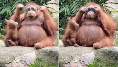 'How do I look': Orangutan poses with sunglasses dropped by a tourist, netizens love its' style