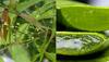 Use Neem and Aloe Vera this monsoon season for flawless skin