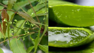 Use Neem and Aloe Vera this monsoon season for flawless skin