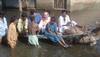 flash flood madhya pradesh