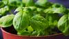 Benefits of basil: anti-inflammatory, ant-oxidant, immune-booster, pain-reducer