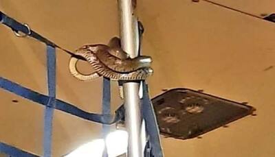 Snake found in cargo hold of IndiGo flight at Kolkata airport- Watch shocking video