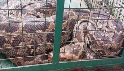 10 ft-long python falls sick after swallowing monkey, rescued by wildlife officials