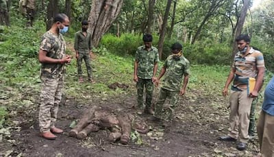 Three animals found dead in two days at Tamil Nadu’s Mudumalai Tiger Reserve