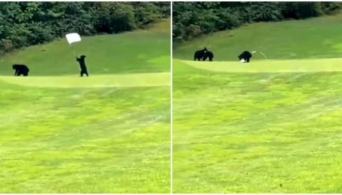 Tough day at work? THIS video of cute baby bears will make you smile- Watch
