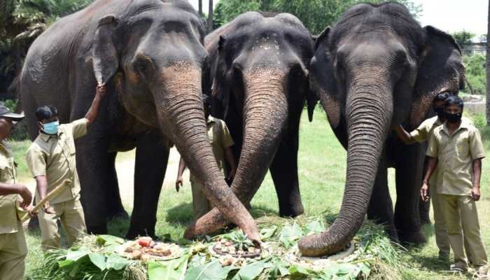 World Elephant Day: Pachyderms in Delhi, Hyderabad zoos had a feast day!