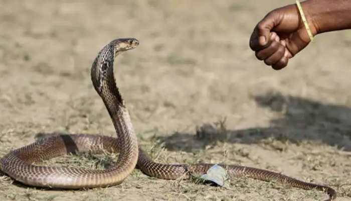 Jaani Dushman reloaded! Man bites snake in revenge, it dies