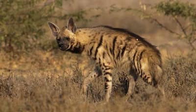 Striped Hyena spotted in Corbett National Park after 5 years, authorities call it a ‘good sign’