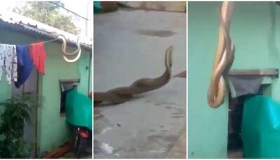Caught on cam: Two snakes twirling in dance-like movement goes viral, leaves netizens amused
