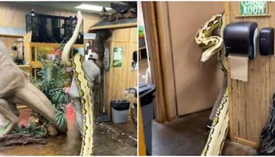 Man carries 22-foot long snake on his shoulder, leaves netizens thrilled-Watch
