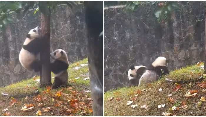 Baby pandas fight to climb tree, curious what happened next? Watch here