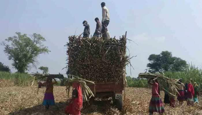 Purvanchal catching up with Western UP in sugarcane production