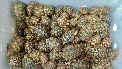 Over 2200 endangered tortoises rescued from Thailand-bound cargo at Chennai airport
