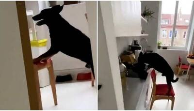 Smart dog uses THIS trick to steal food from kitchen, watch viral video