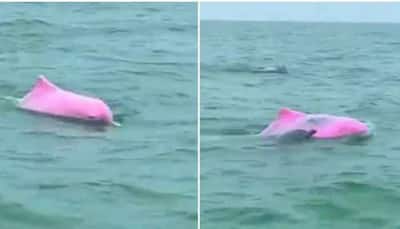 Pink dolphins spotted! Rare sight will leave you mesmerised - Watch