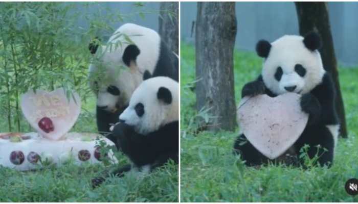 This baby panda&#039;s birthday celebration will beat your Monday blues -- Watch