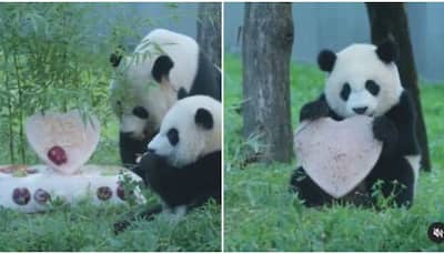 This baby panda's birthday celebration will beat your Monday blues -- Watch