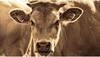 Four arrested in Jharkhand when they were packing beef in plastic bags
