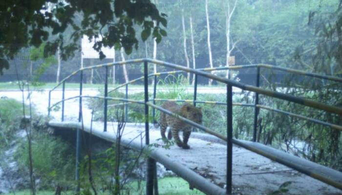 Leopard spotted in Greater Noida, Forest department launches search for the feline 