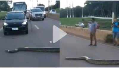 Viral video: Massive anaconda crosses highway in Brazil, video giving netizens jitters