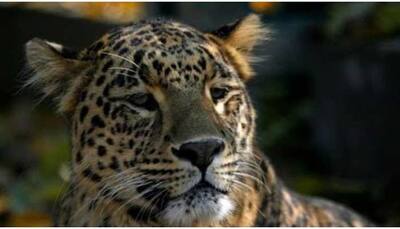 Leopard spotted in human settlement in Greater Noida
