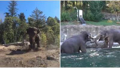 Elephant celebrates birthday playing in water and mud, adorable video will make your day - Watch
