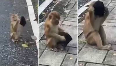 Smarter than humans! Monkey finds a mask, wears it, viral video leaves netizens in stitches - Watch
