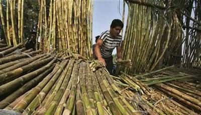 Modi govt approves highest ever FRP on sugarcane for 2021-22, to benefit 5 crore Ganna Kisan