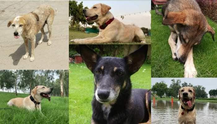 International Dog Day: If you do not like dogs, don't abuse them