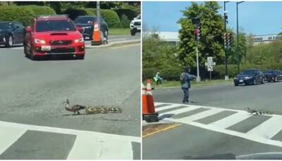 Man helps duck with little ducklings cross busy road, netizens laud his kindness--Watch