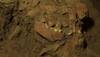 Distinct Human Lineage: Researchers find 7200 yr old skeleton, new human group unknown to world discovered