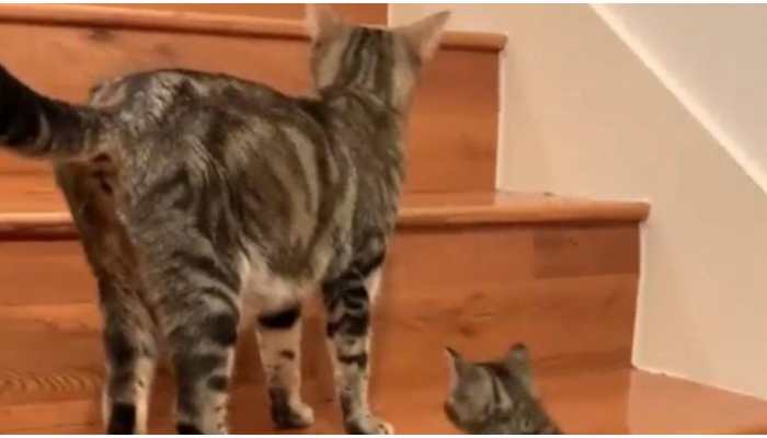 Adorable! Mommy cat teaches tiny kitten how to climb upstairs, watch video