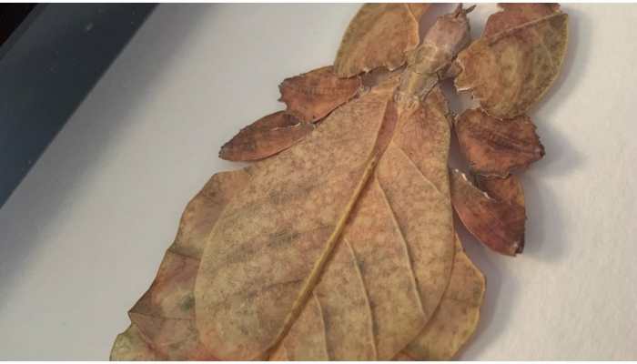 Viral video: A leaf or an insect? Watch video to find out