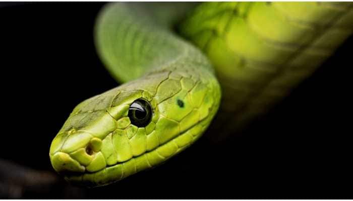Jararacussu pit viper, found in Brazil, can be the answer to Coronavirus, says study