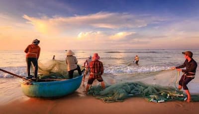 A prized catch! Palghar fishermen sell 157 Ghol fish for a whopping Rs 1.33 crore