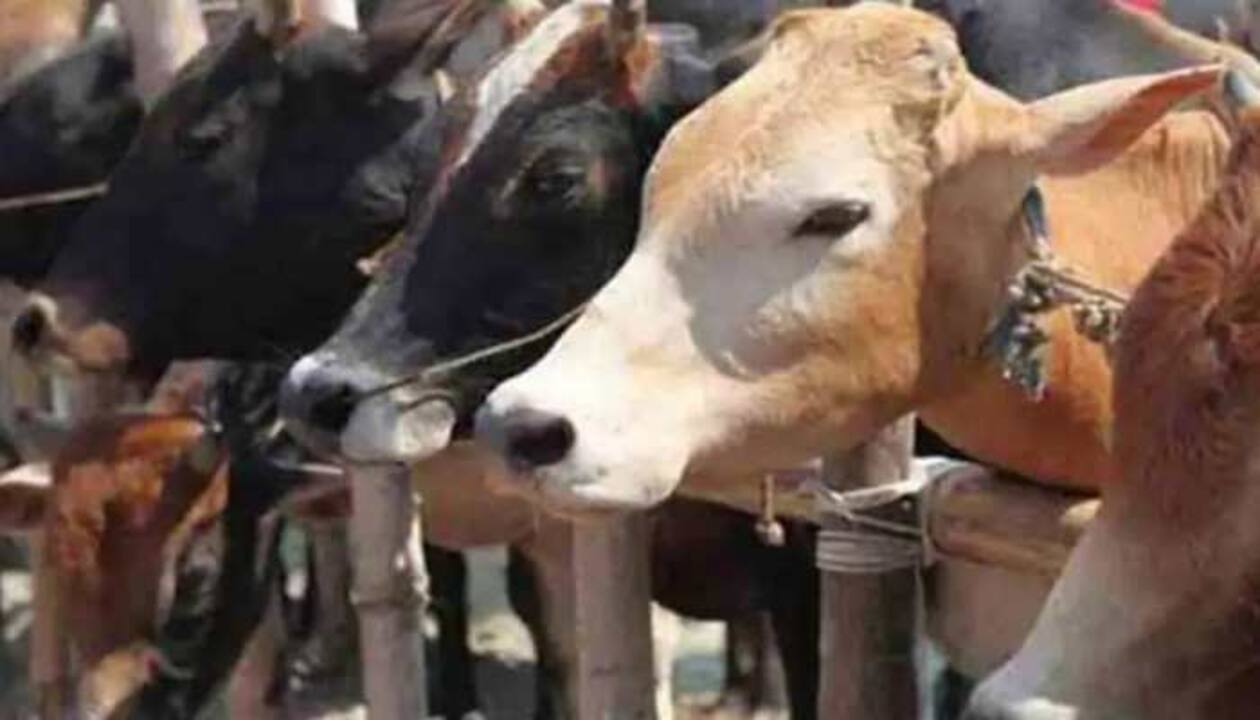 Cow should be declared as national animal: Allahabad High Court | India  News | Zee News