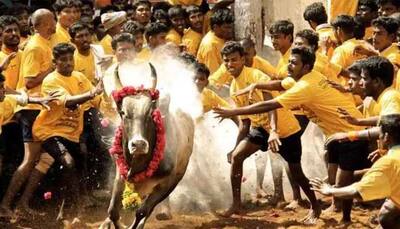 Only native bulls to be allowed in Jallikattu:  Madras HC bars participation of foreign breeds