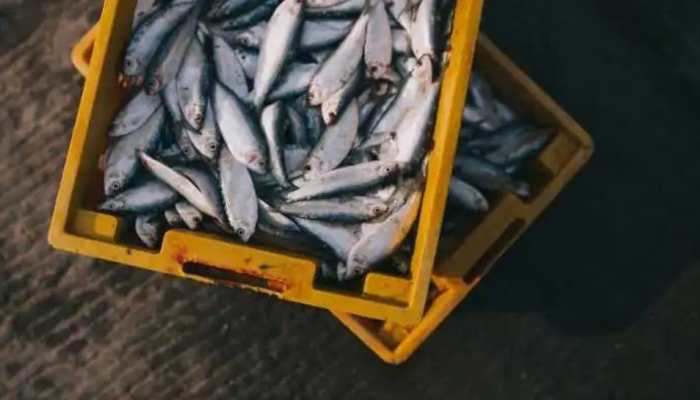 Uttar Pradesh bags first prize for &#039;best state in Inland Fisheries&#039;