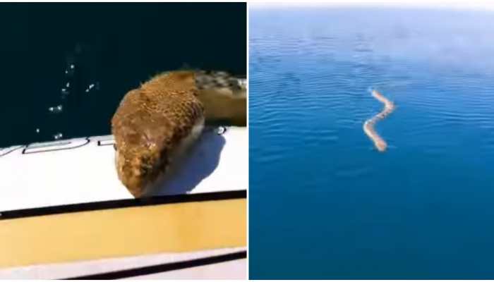 Watch: A really huge sea snake comes towards man, but what happens next?