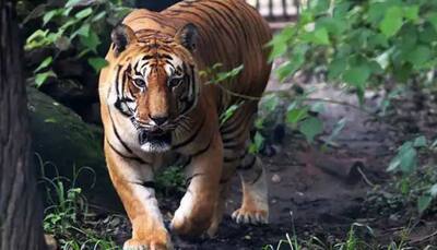 Jugle Safari: Tiger from Odisha's Nandankanan Zoo escapes, here's what happened next