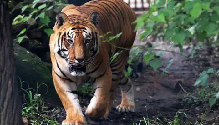 Jugle Safari: Tiger from Odisha's Nandankanan Zoo escapes, here's what happened next