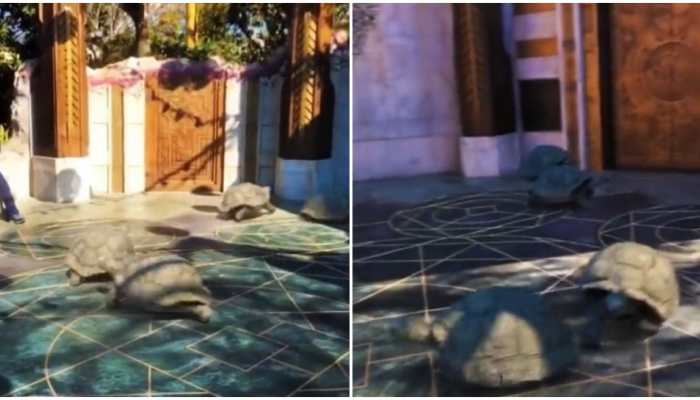 Did you know turtles could run? Here's proof--Watch viral video