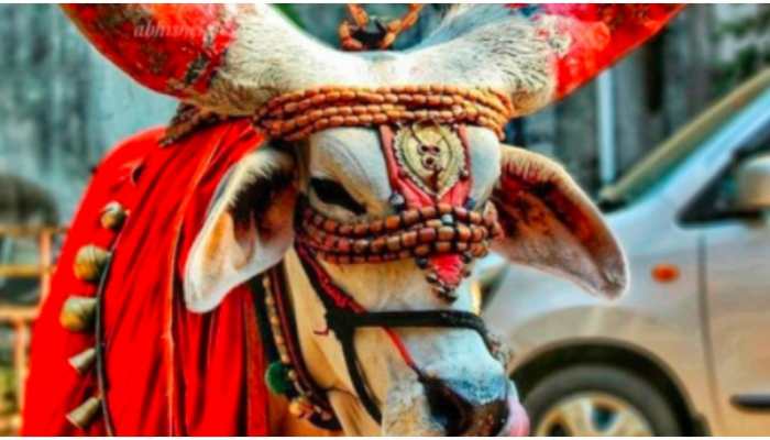 Pola festival: Read why it is celebrated and see amazing pics ...