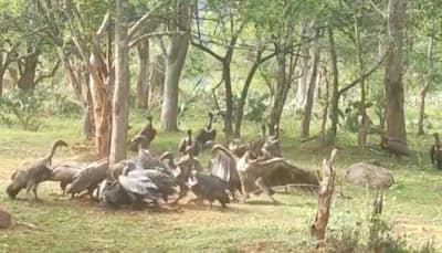 Watch: Flock of rare White-rumped Vultures feed on Deer Carcass in Mudumalai Tiger reserve